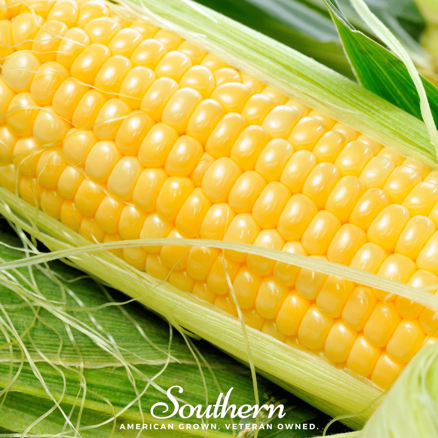 Bodacious Corn ā 30 Seeds