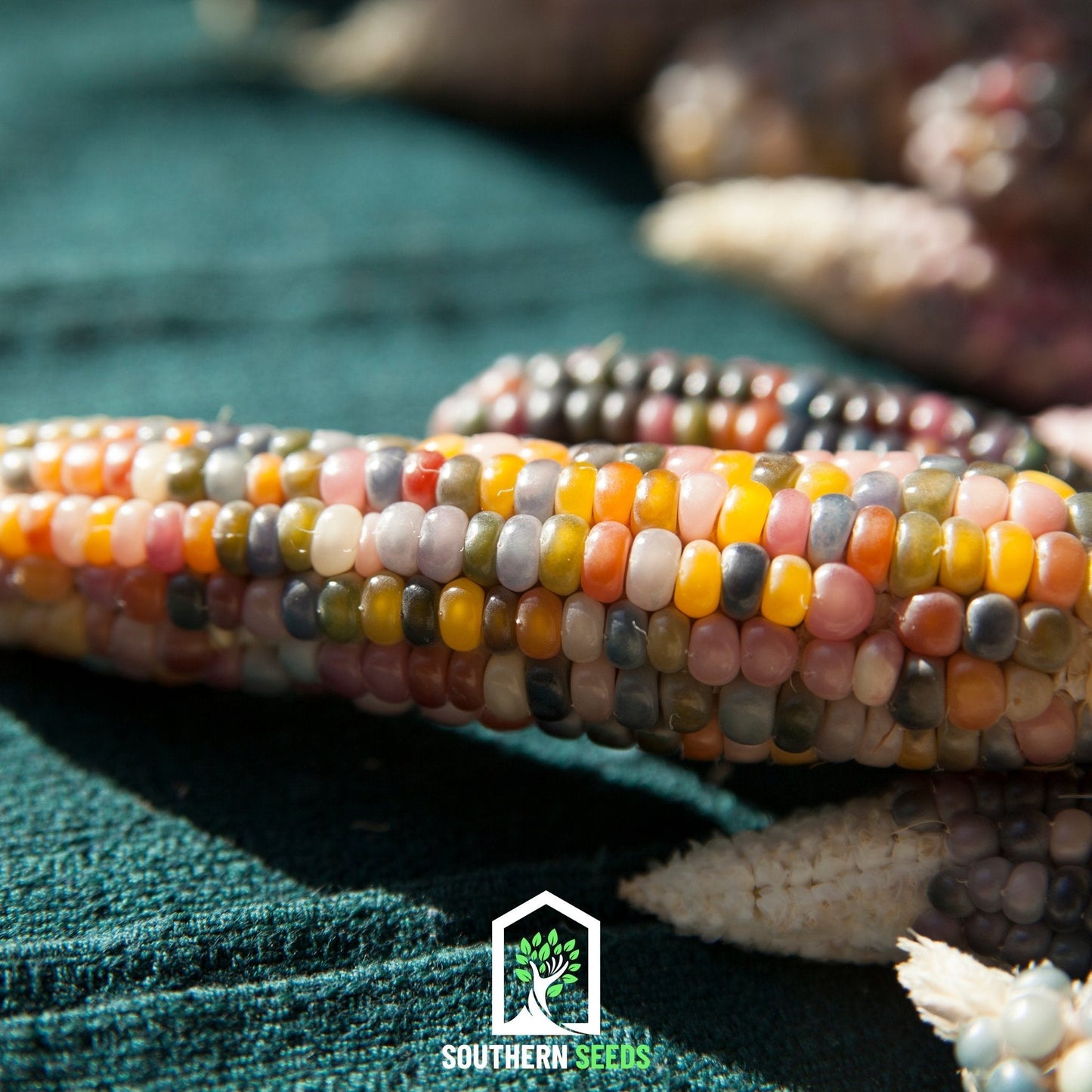 Glass Gems Corn ā 30 Seeds