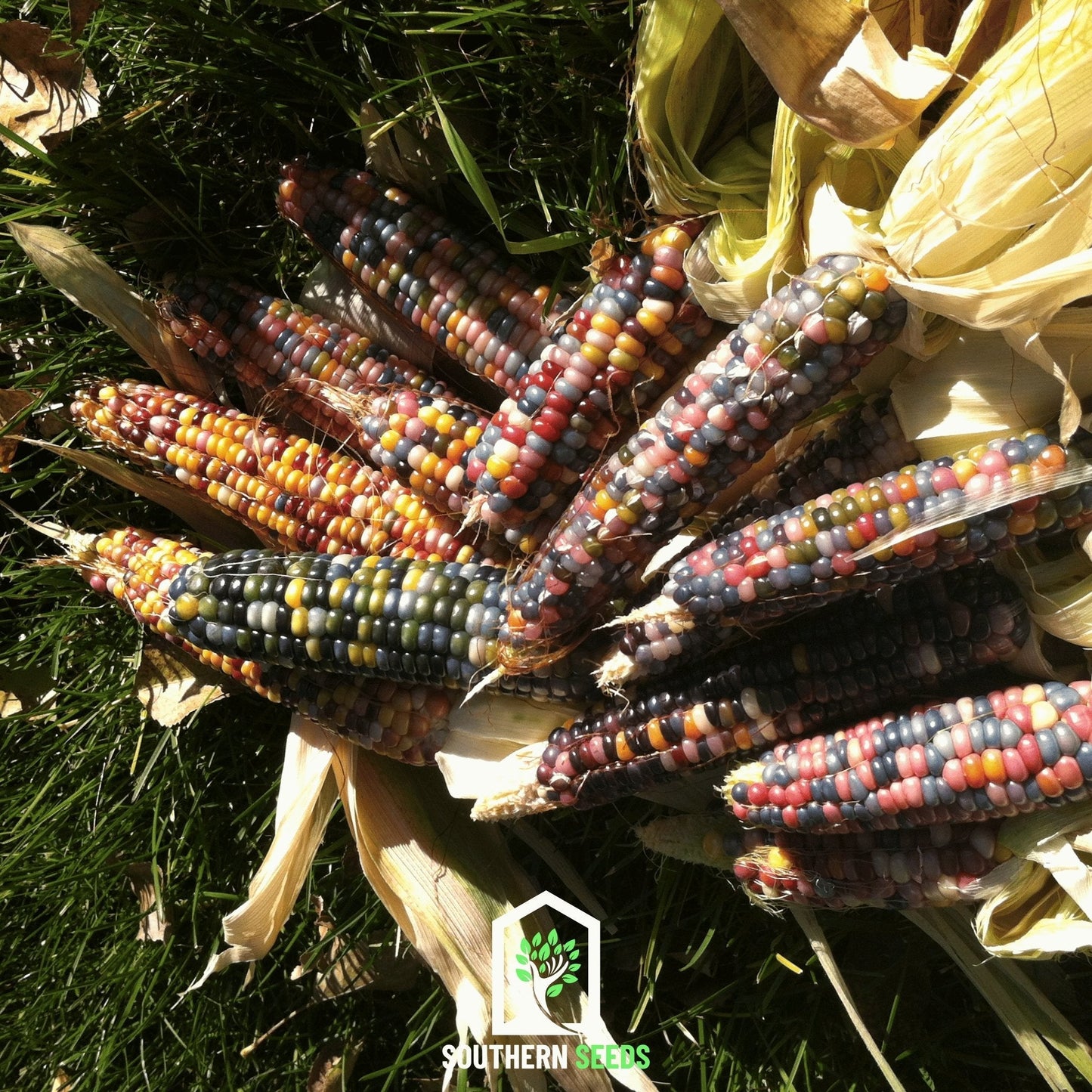 Glass Gems Corn ā 30 Seeds