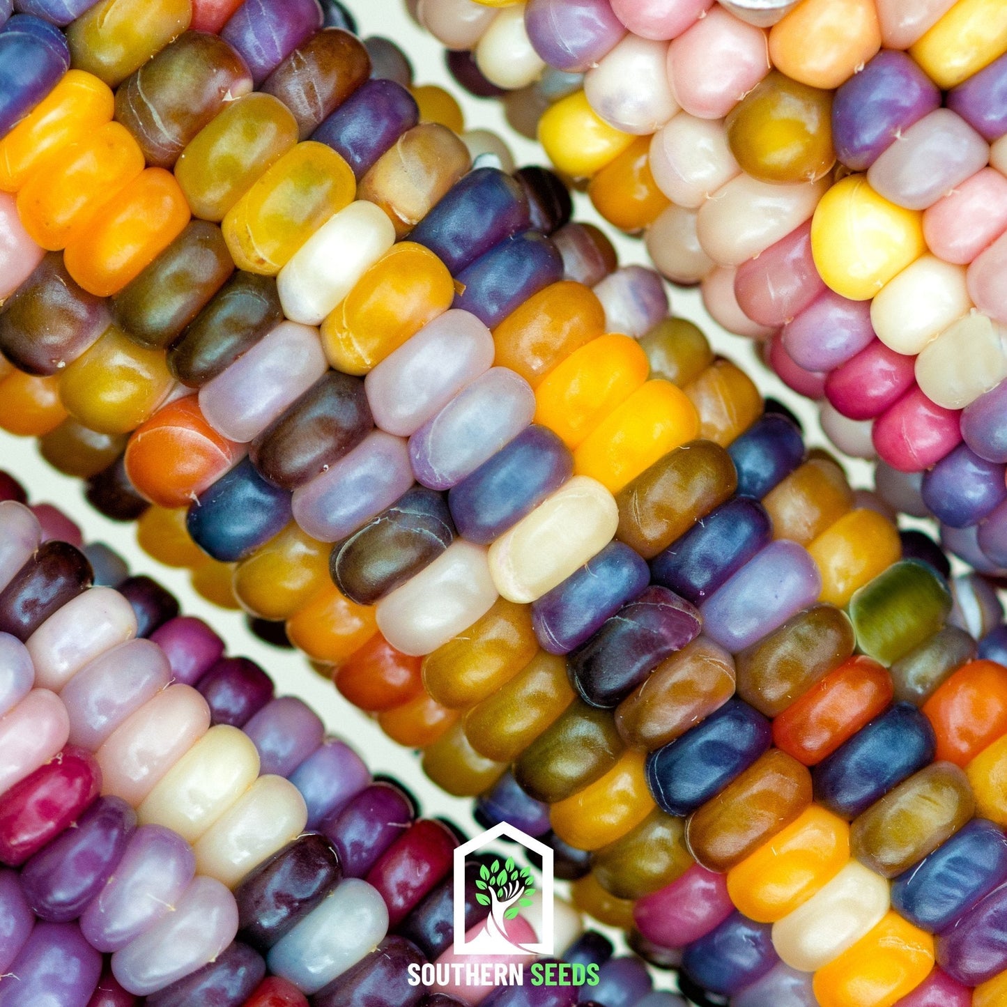 Glass Gems Corn ā 30 Seeds