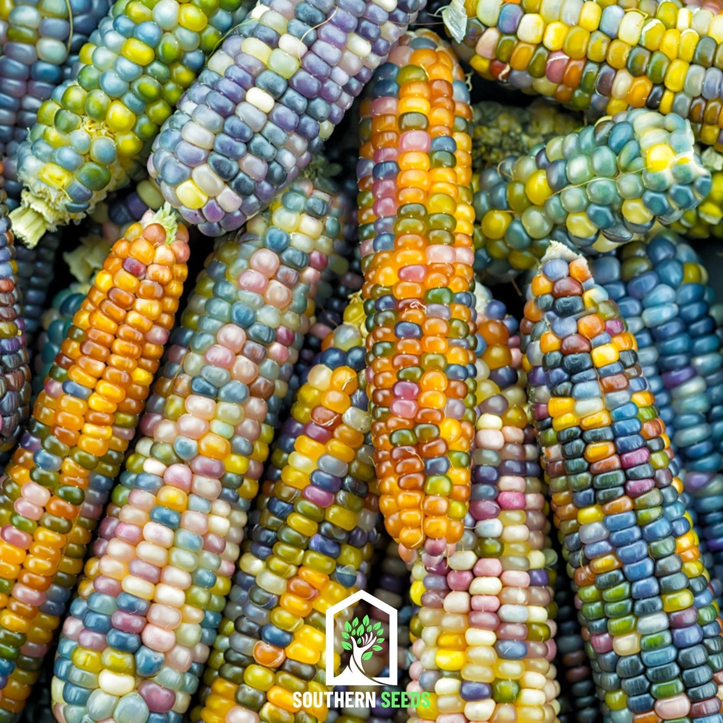 Glass Gems Corn ā 30 Seeds