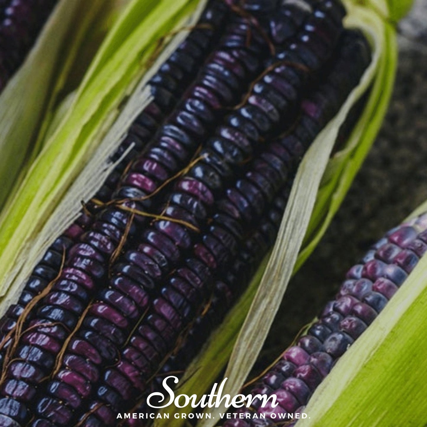 Hopi Blue Corn ā 30 Seeds