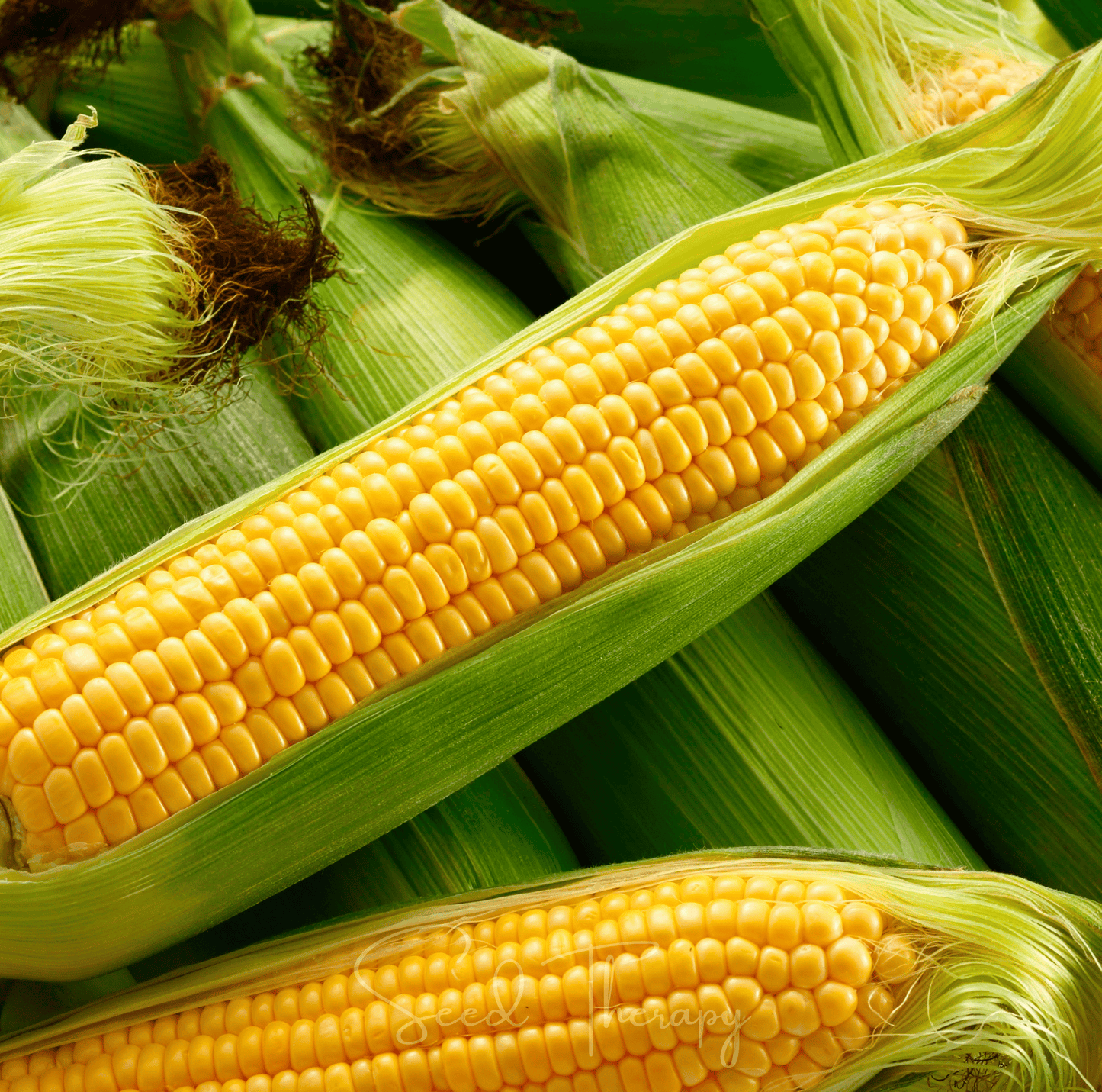Kandy Korn Corn ā 30 Seeds