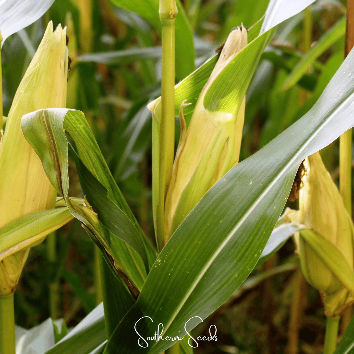 Kandy Korn Corn ā 30 Seeds