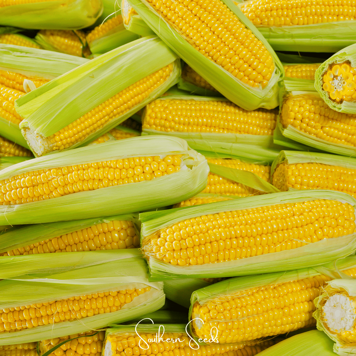 Kandy Korn Corn ā 30 Seeds