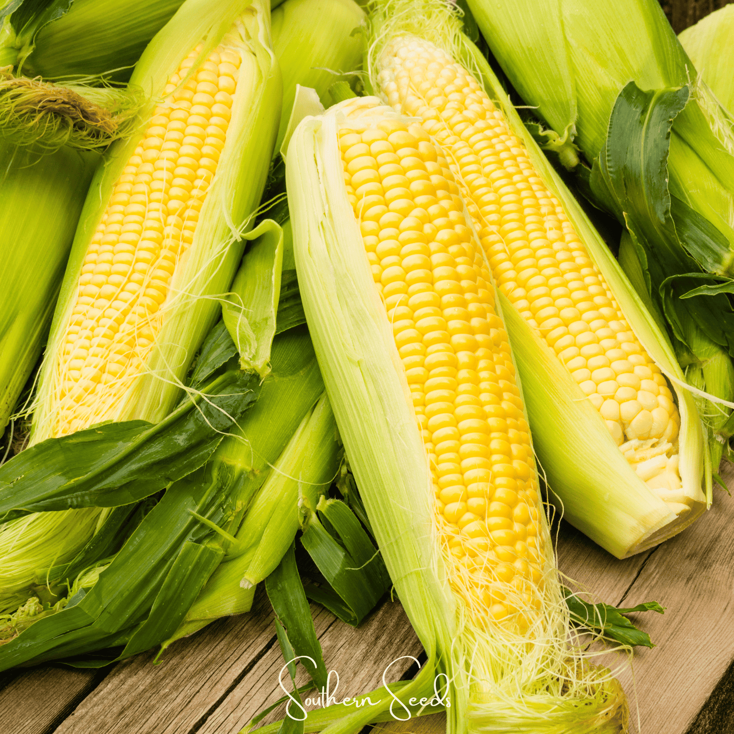 Kandy Korn Corn ā 30 Seeds