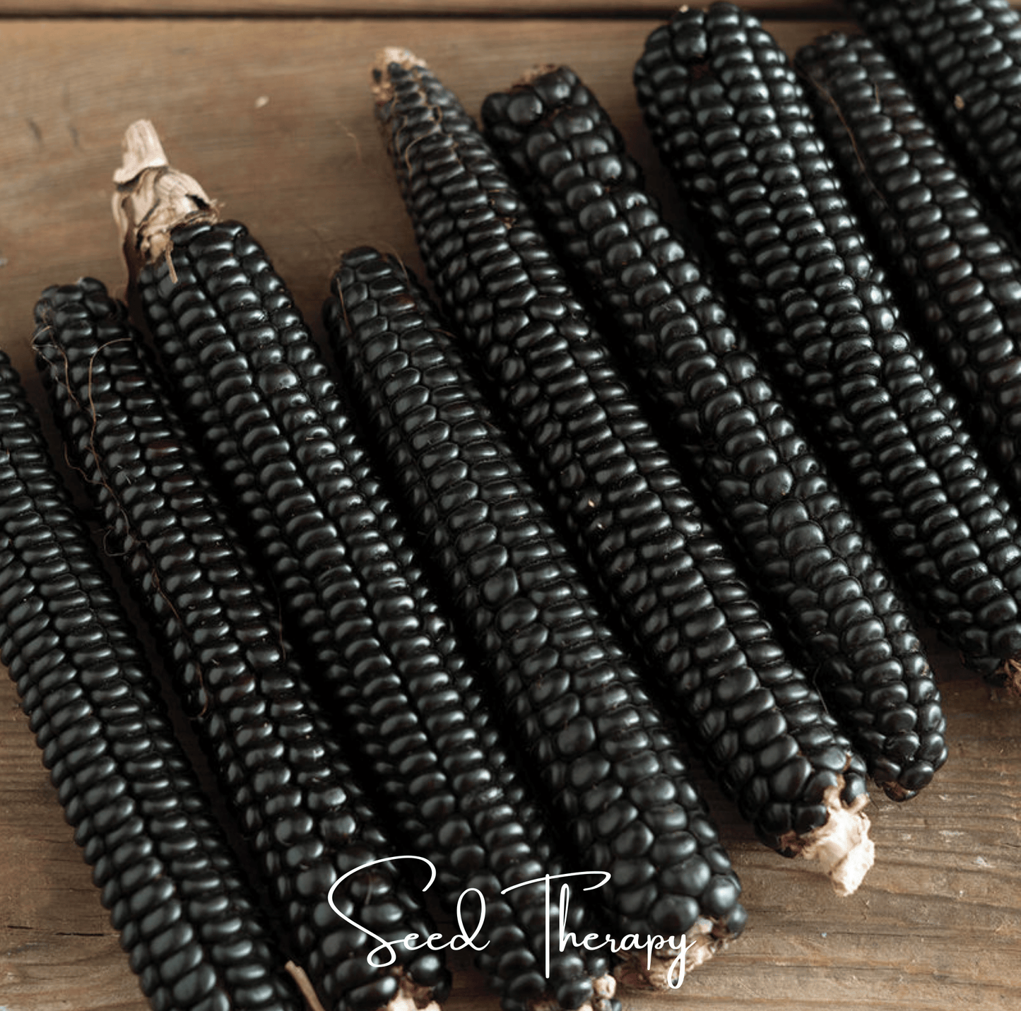 Morado Montana Maize Corn ā 25 Seeds