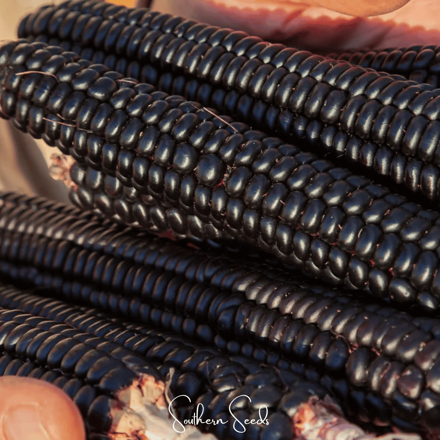 Morado Montana Maize Corn ā 25 Seeds