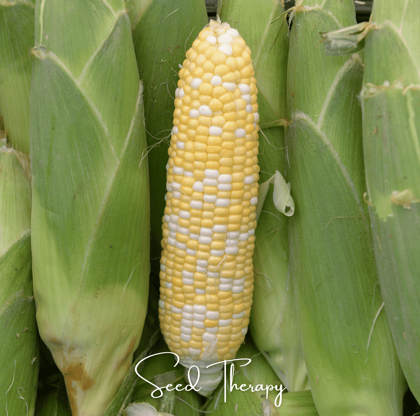 Peaches & Cream Corn ā 30 Seeds