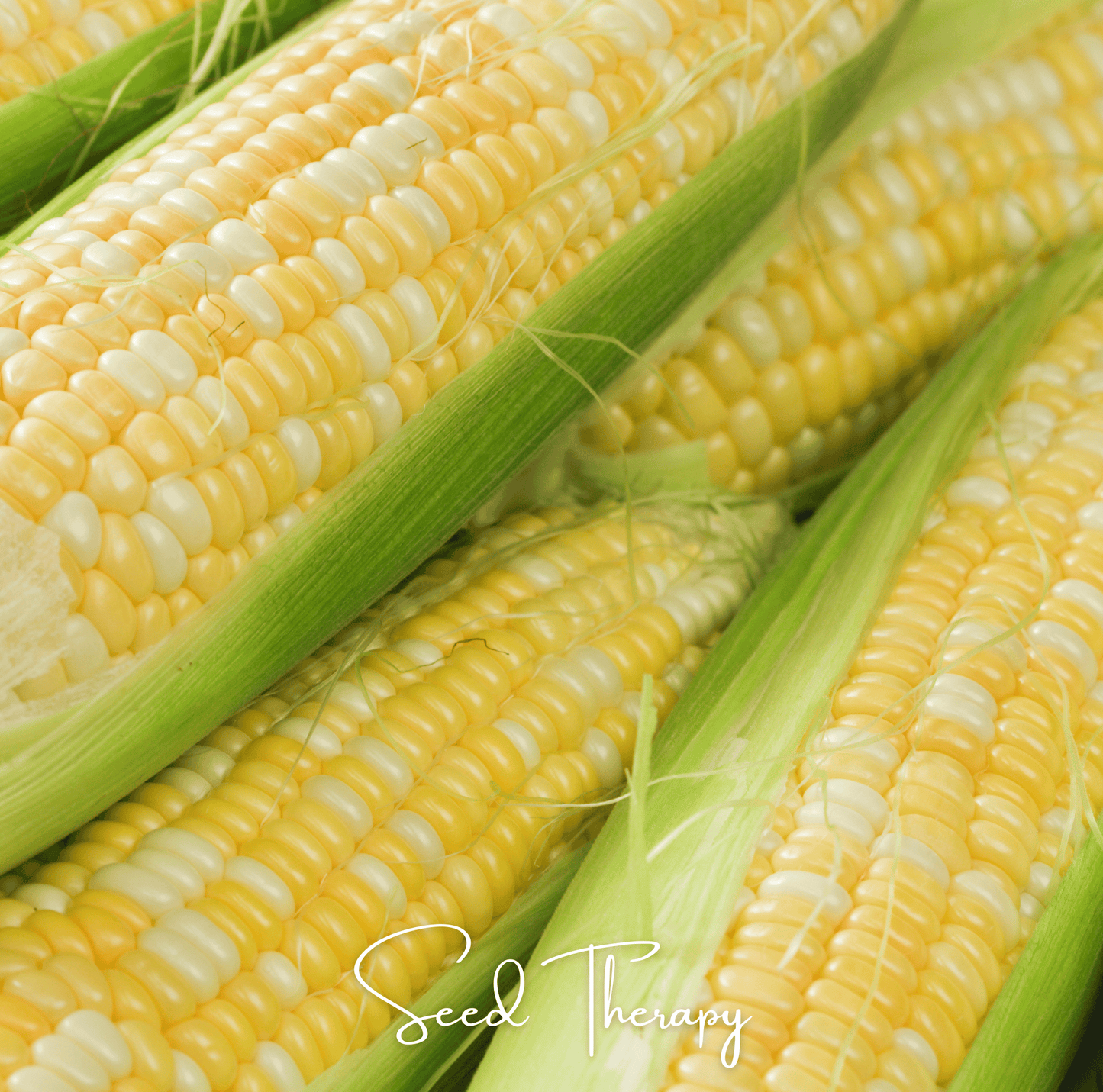 Peaches & Cream Corn ā 30 Seeds