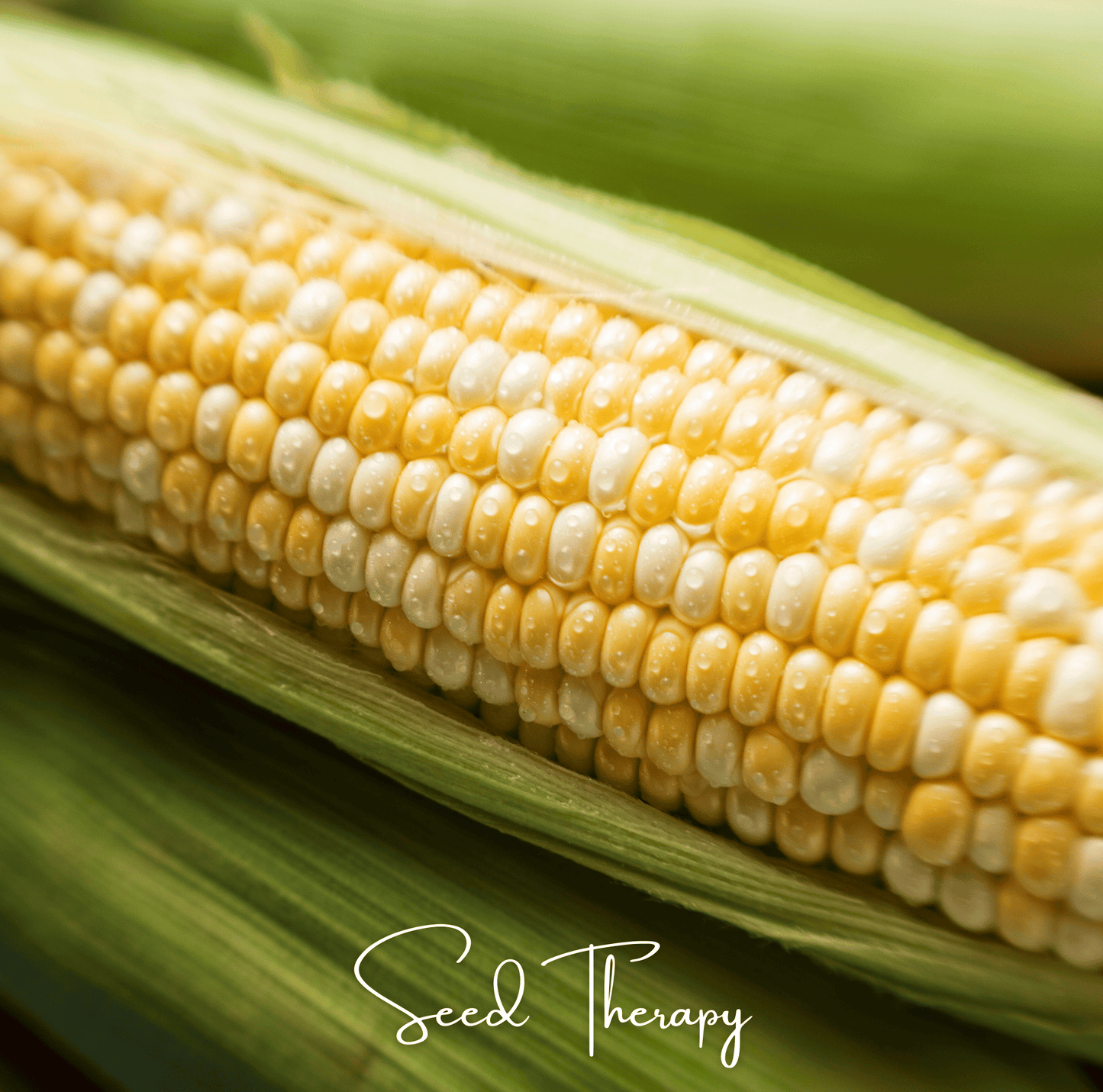 Peaches & Cream Corn ā 30 Seeds