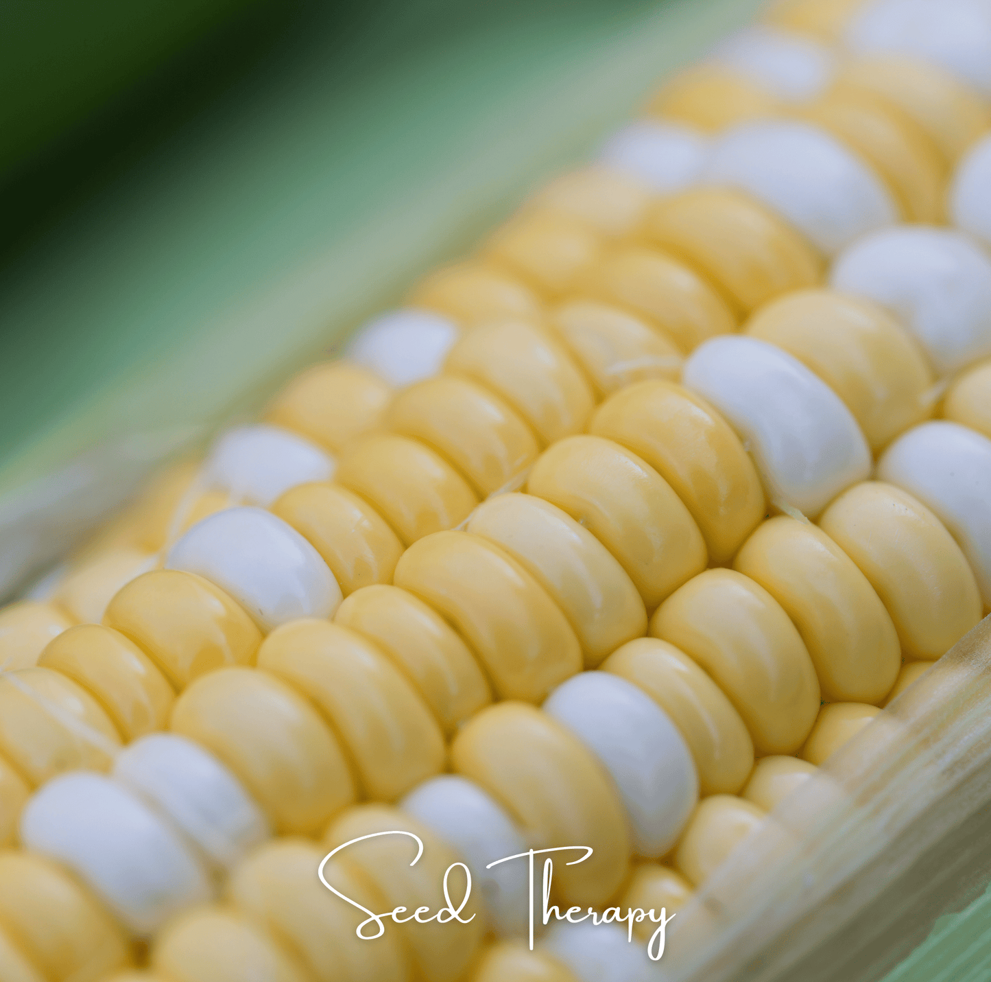 Peaches & Cream Corn ā 30 Seeds