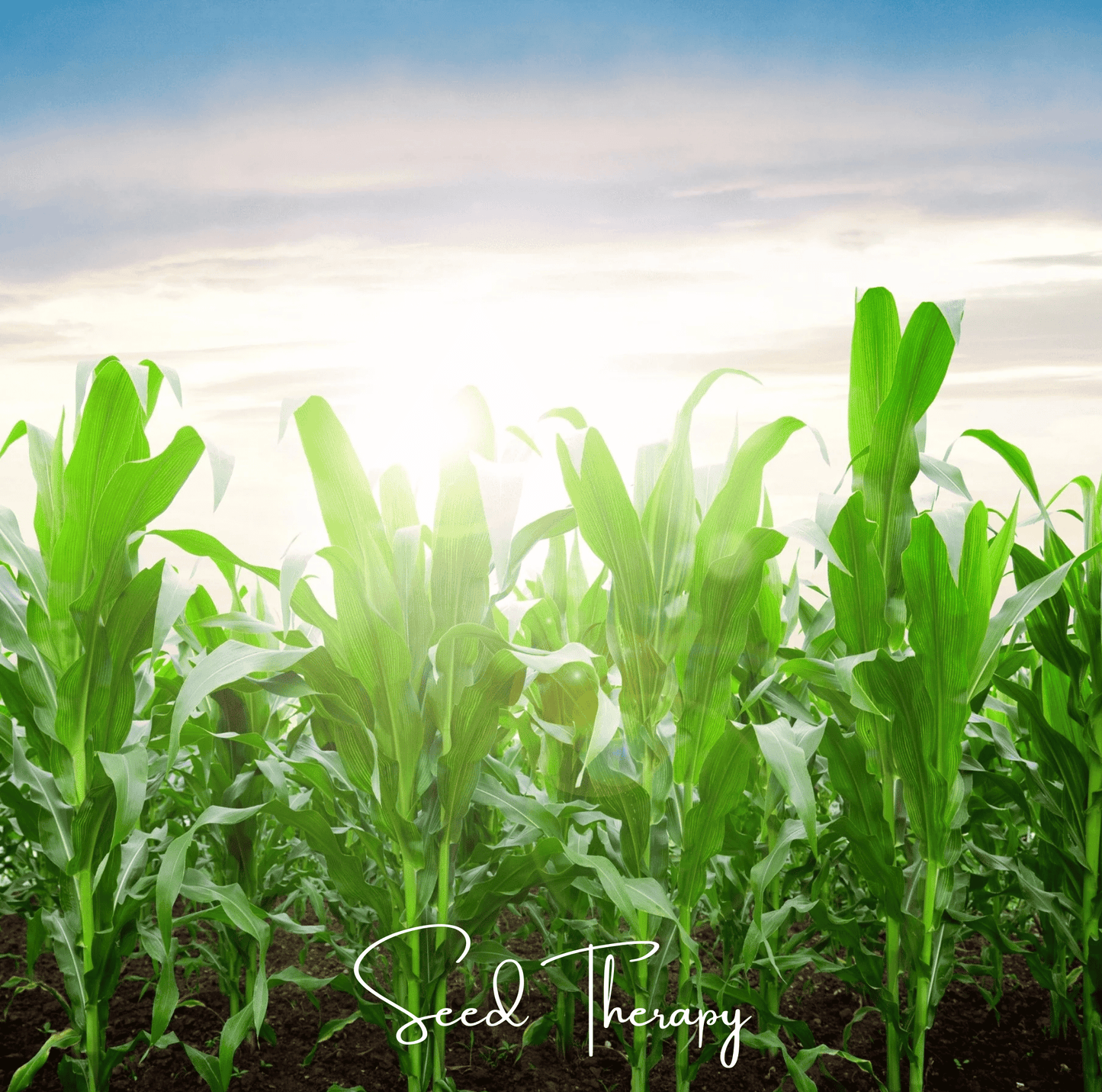 Peaches & Cream Corn ā 30 Seeds