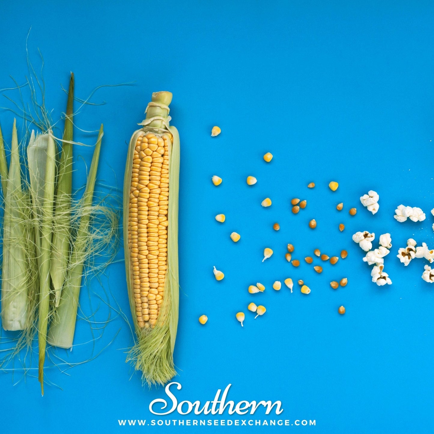 Popcorn Corn ā 30 Seeds