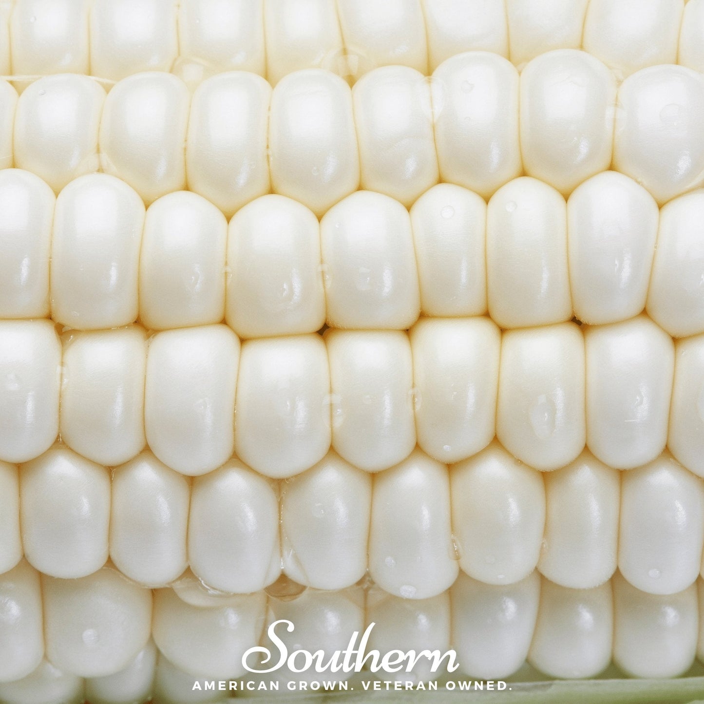 Stowells Evergreen Sweet Corn ā 30 Seeds
