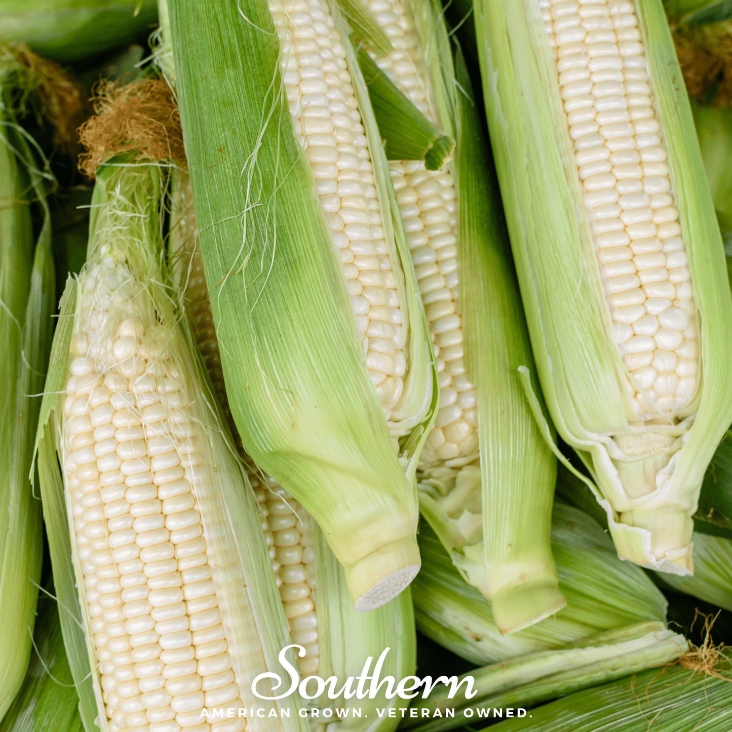 Stowells Evergreen Sweet Corn ā 30 Seeds