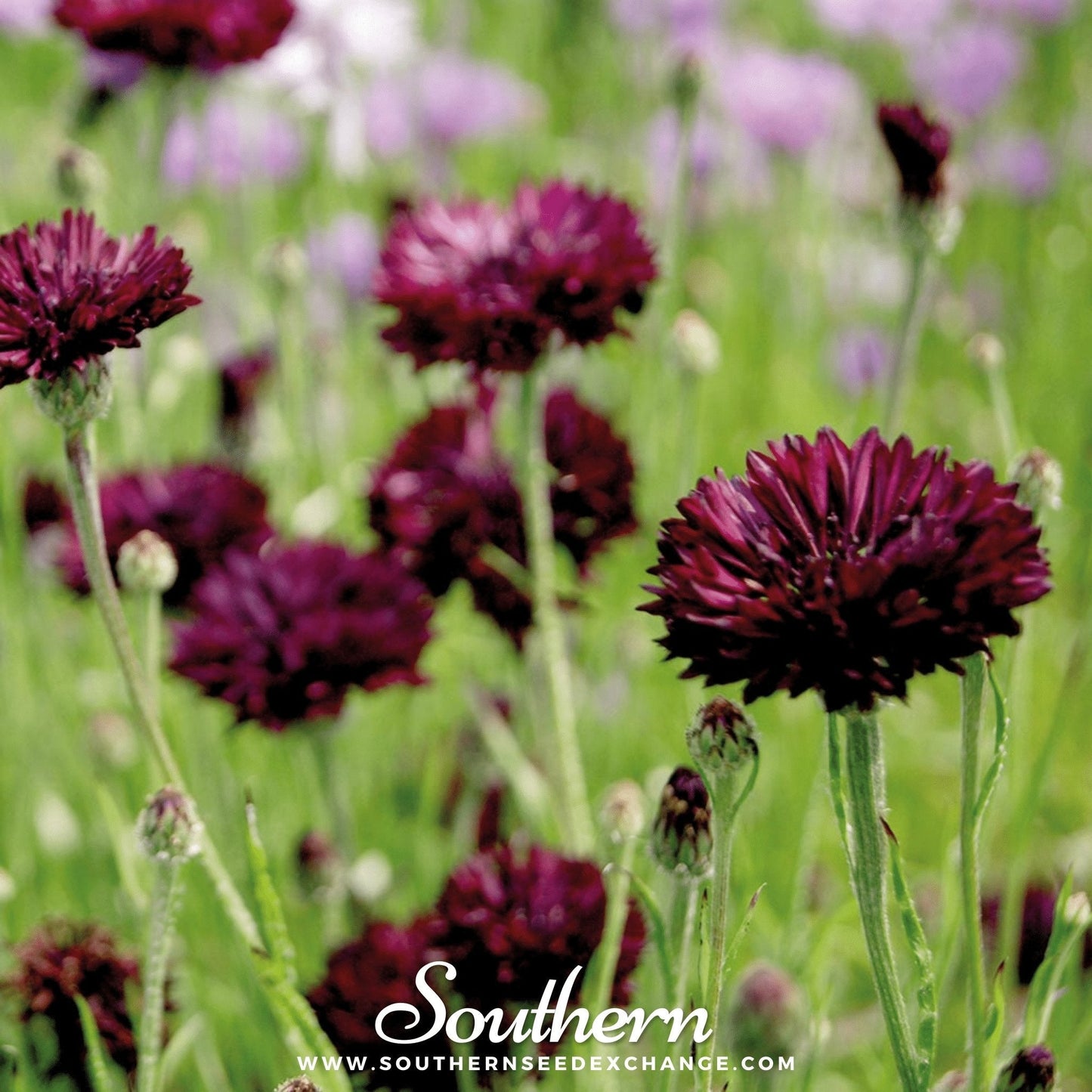 Black Cornflower ā 50 Seeds