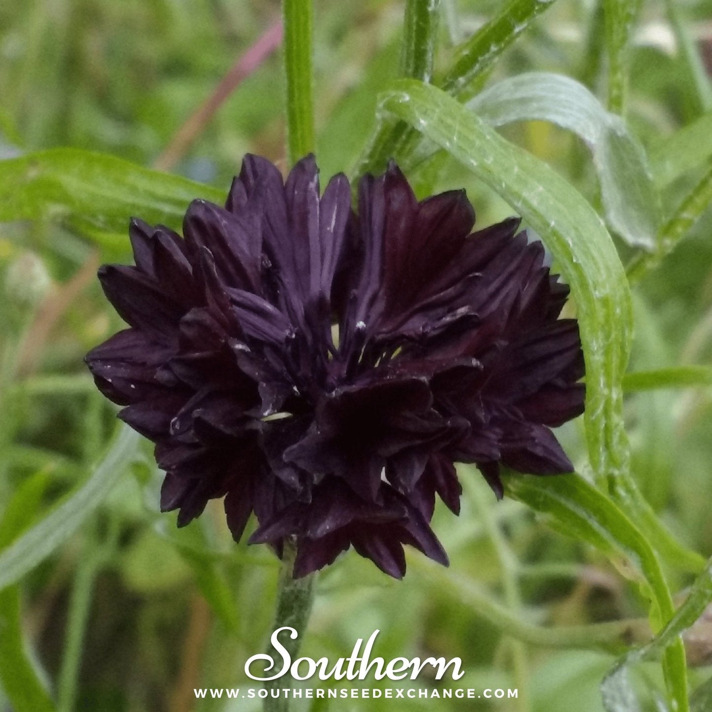 Black Cornflower ā 50 Seeds