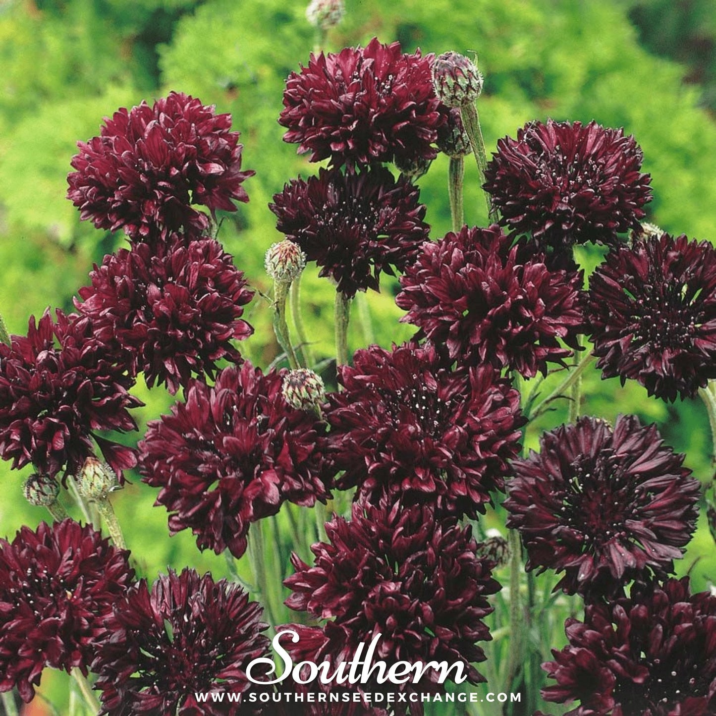 Black Cornflower ā 50 Seeds