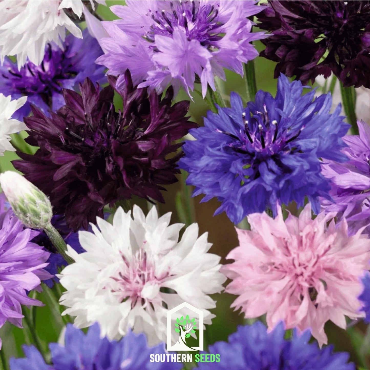 Cornflower Mix ā 100 Seeds