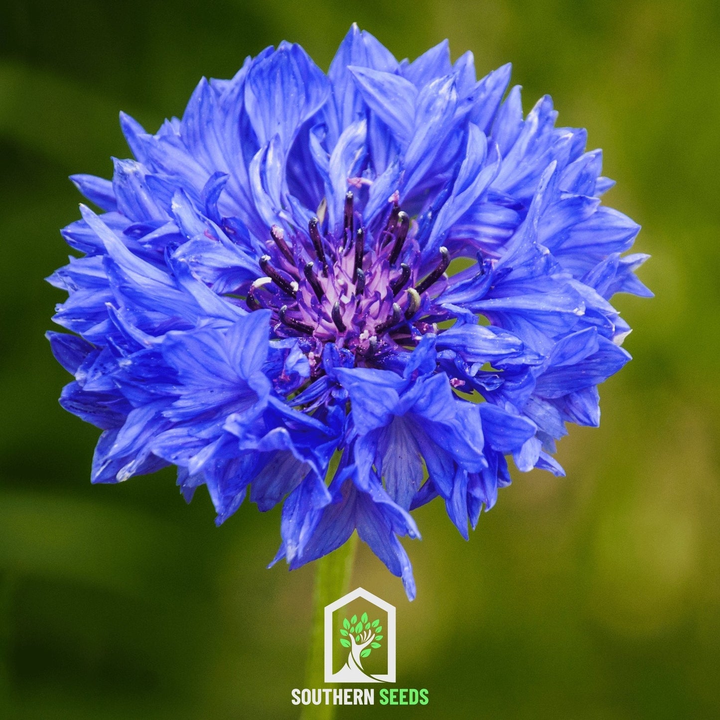 Cornflower Mix ā 100 Seeds