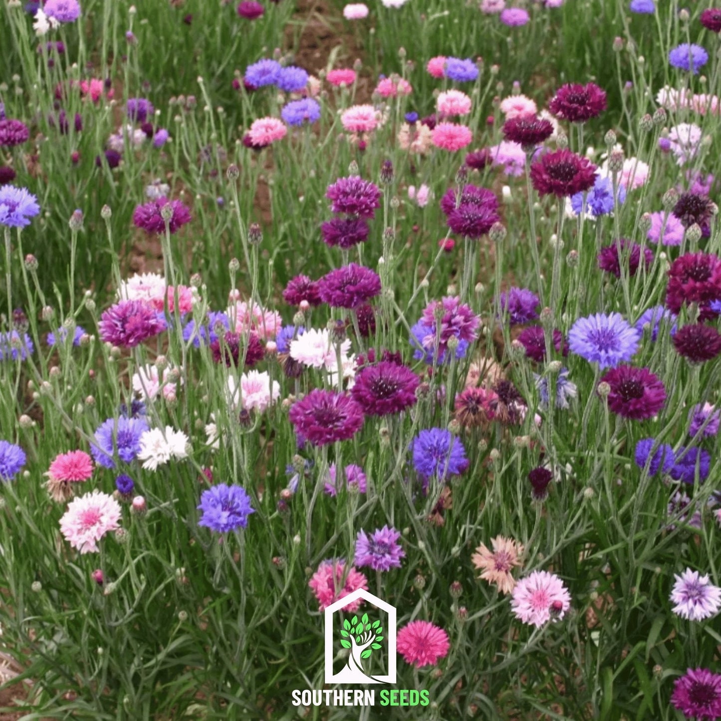 Cornflower Mix ā 100 Seeds