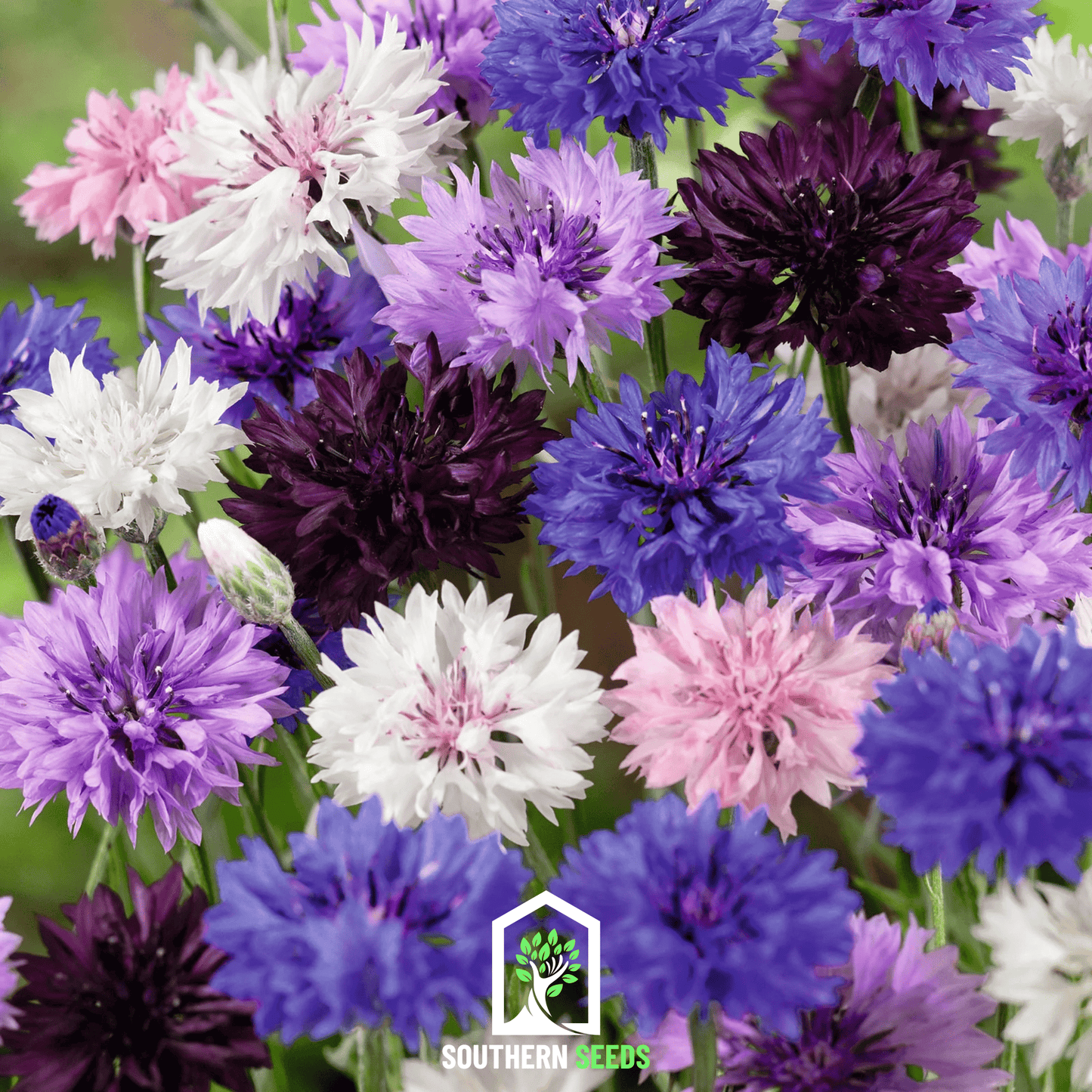 Cornflower Mix ā 100 Seeds