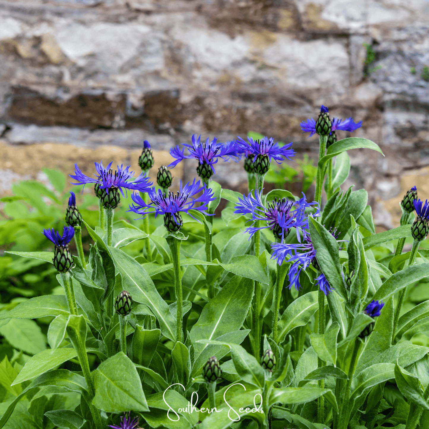 Montana Cornflower ā 30 Seeds