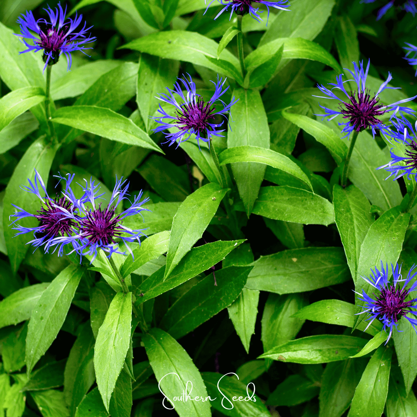 Montana Cornflower ā 30 Seeds
