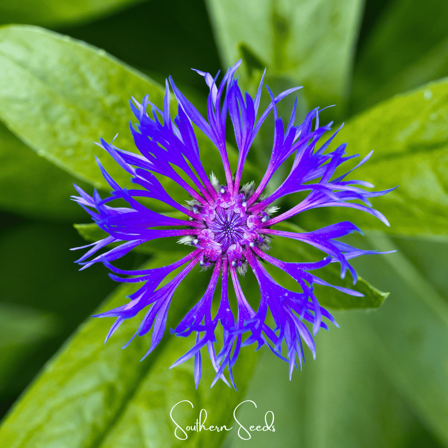 Montana Cornflower ā 30 Seeds