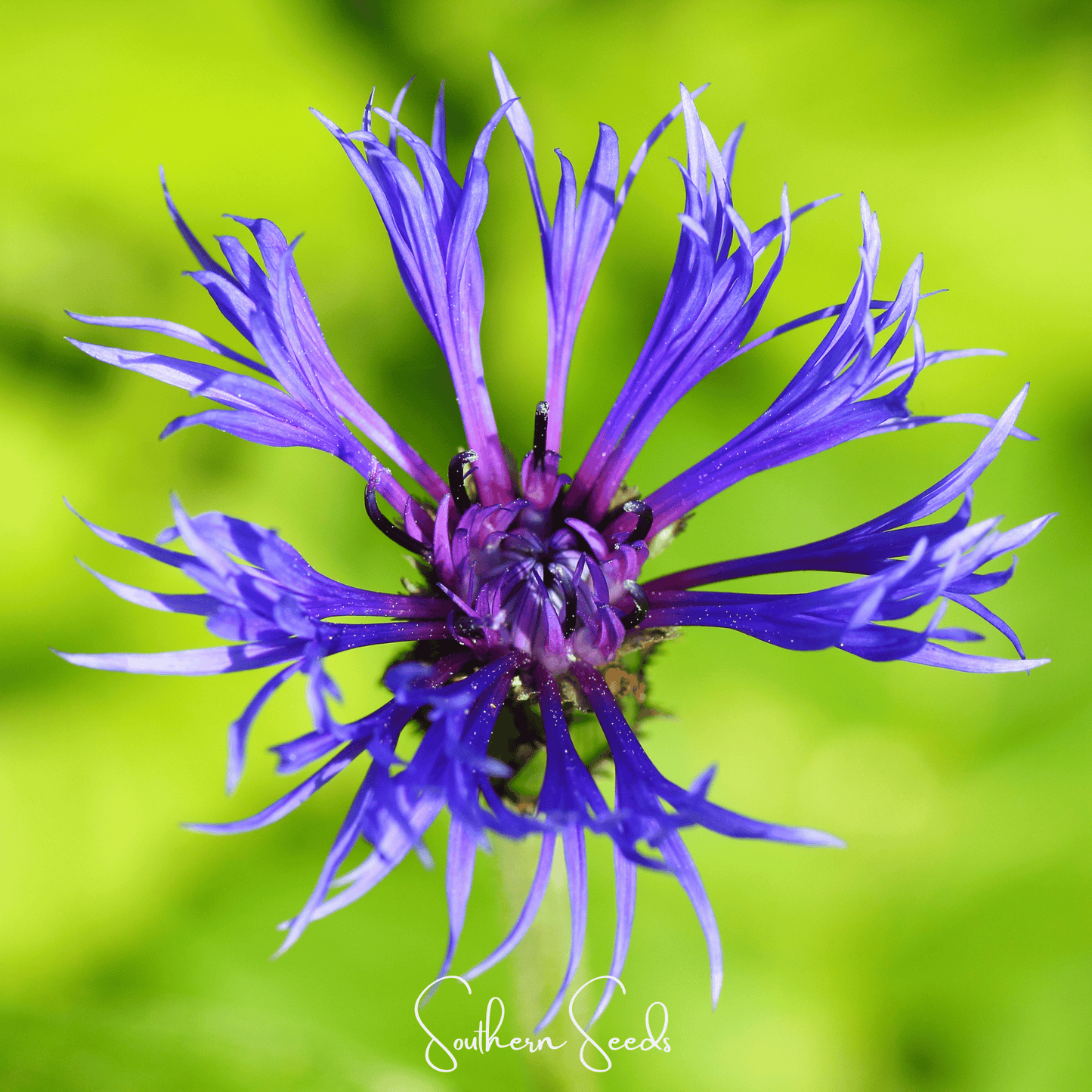 Montana Cornflower ā 30 Seeds