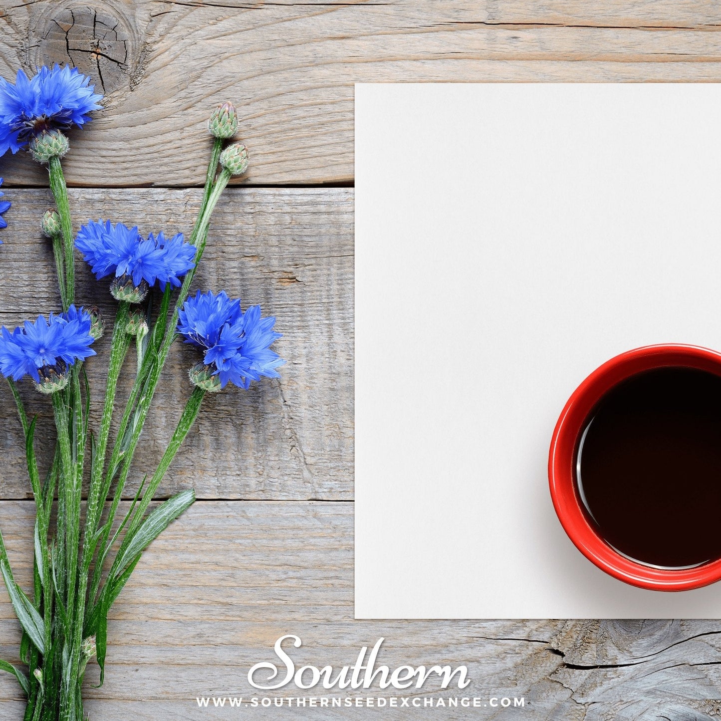 Tall Blue Cornflower ā 100 Seeds