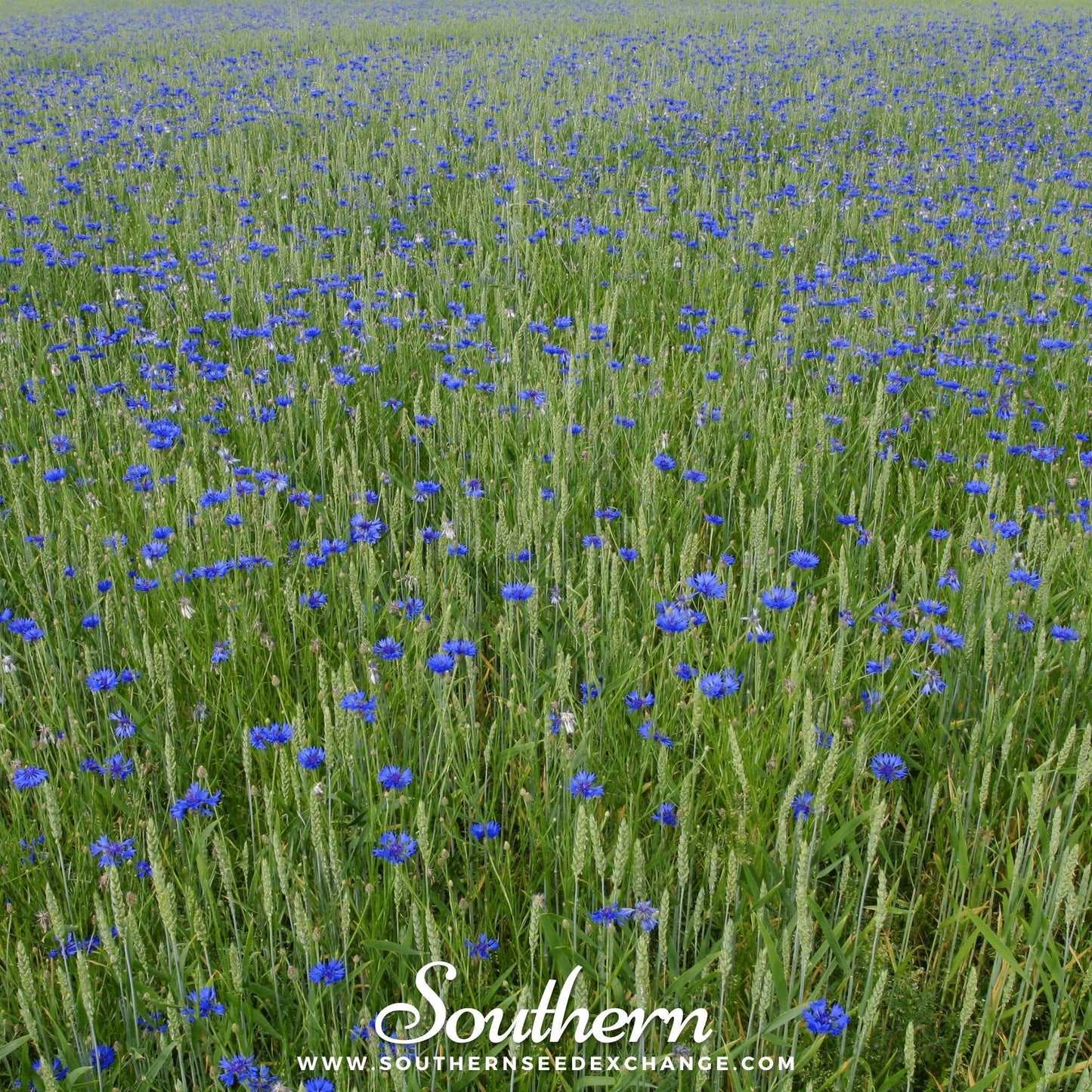 Tall Blue Cornflower ā 100 Seeds