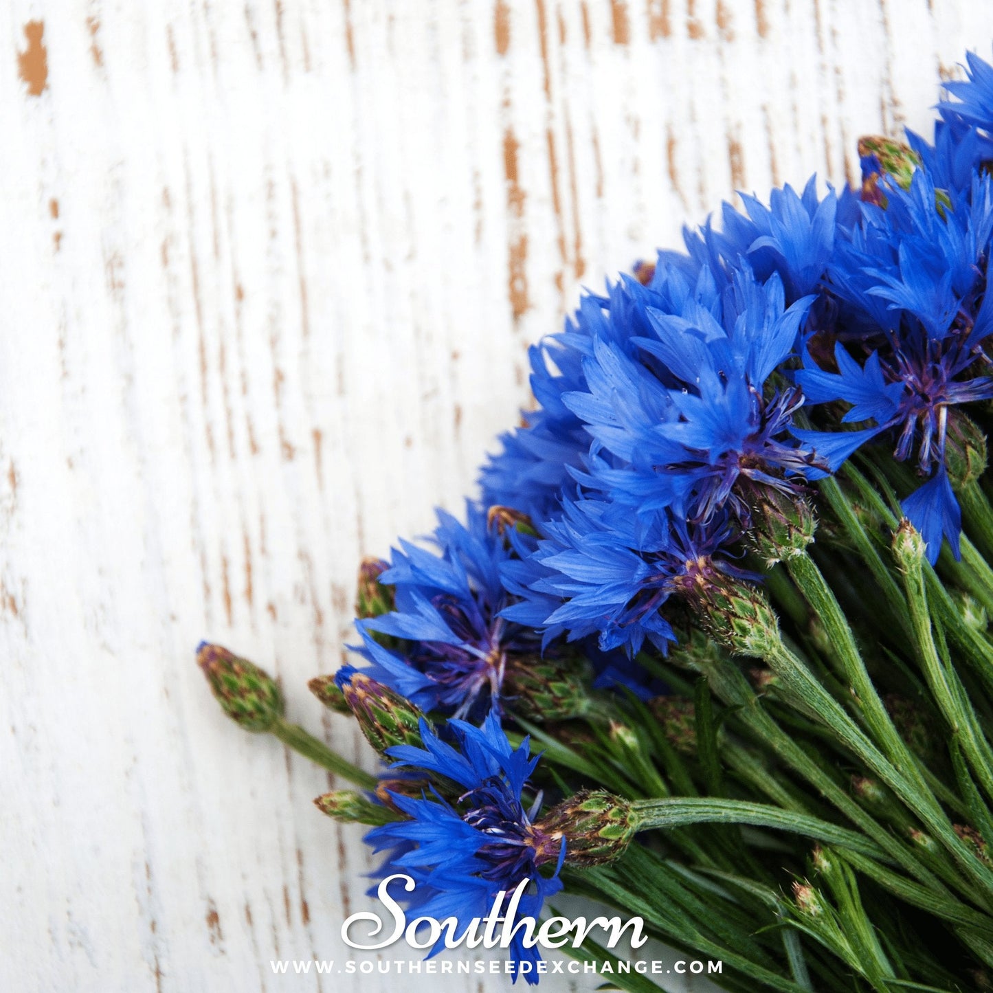 Tall Blue Cornflower ā 100 Seeds