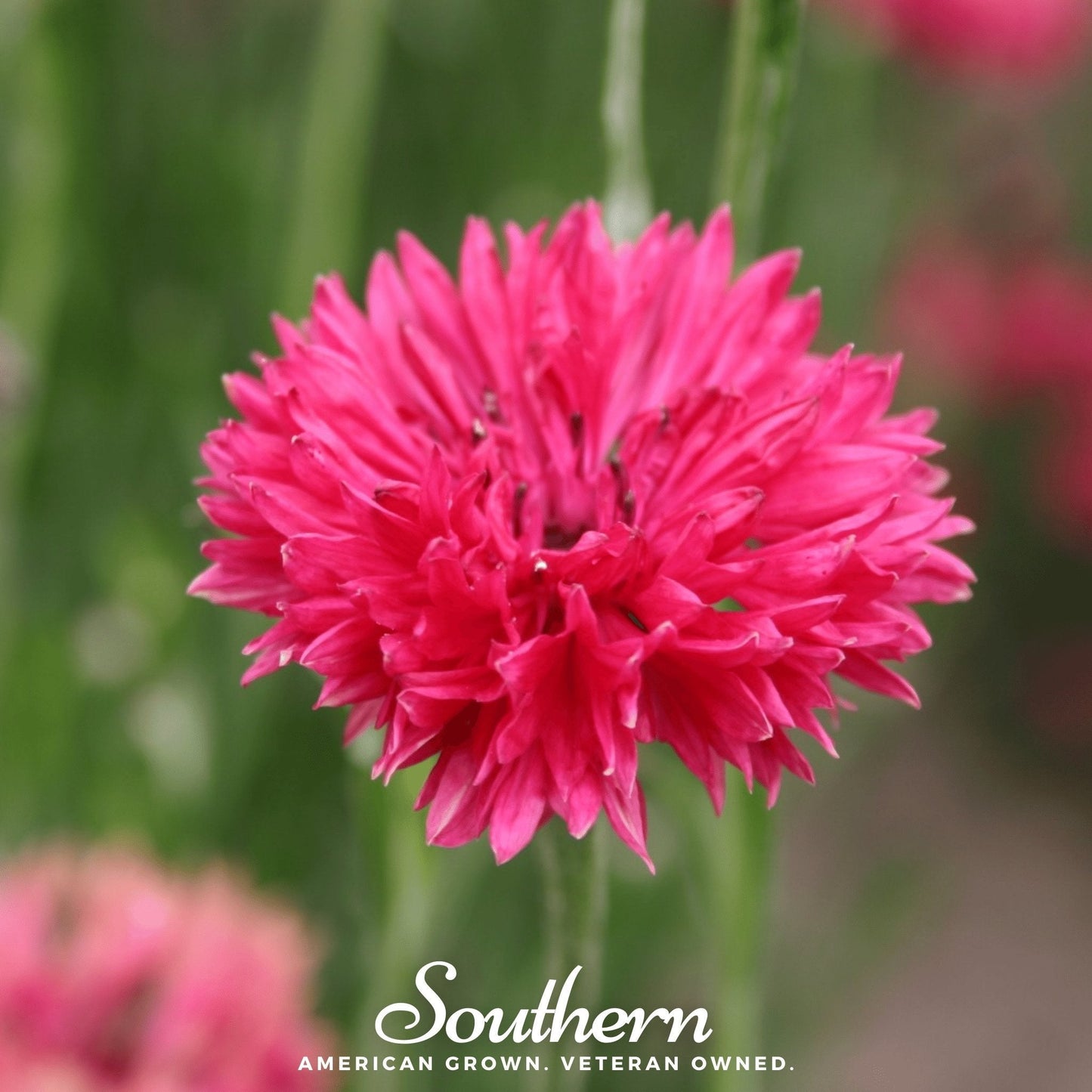 Tall Red Cornflower ā 50 Seeds