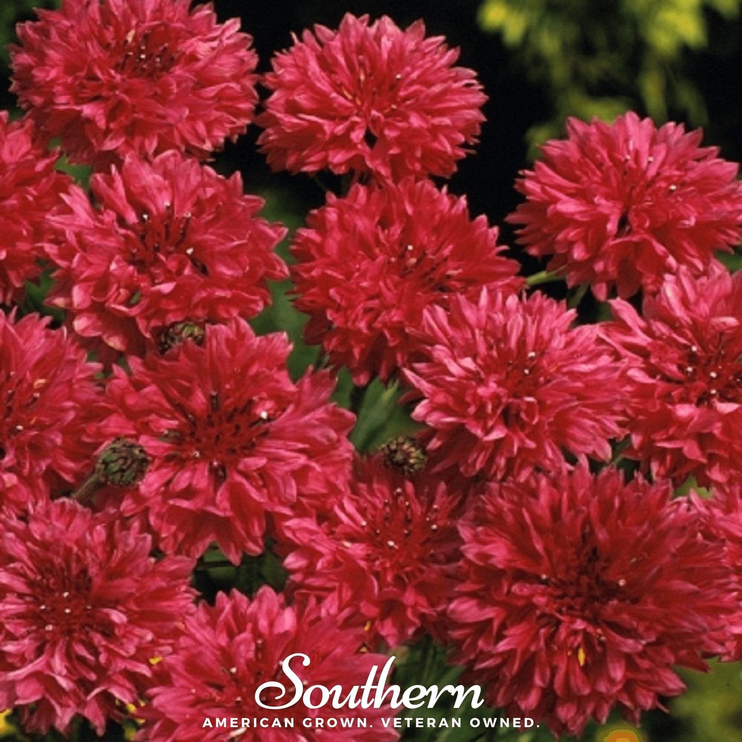 Tall Red Cornflower ā 50 Seeds