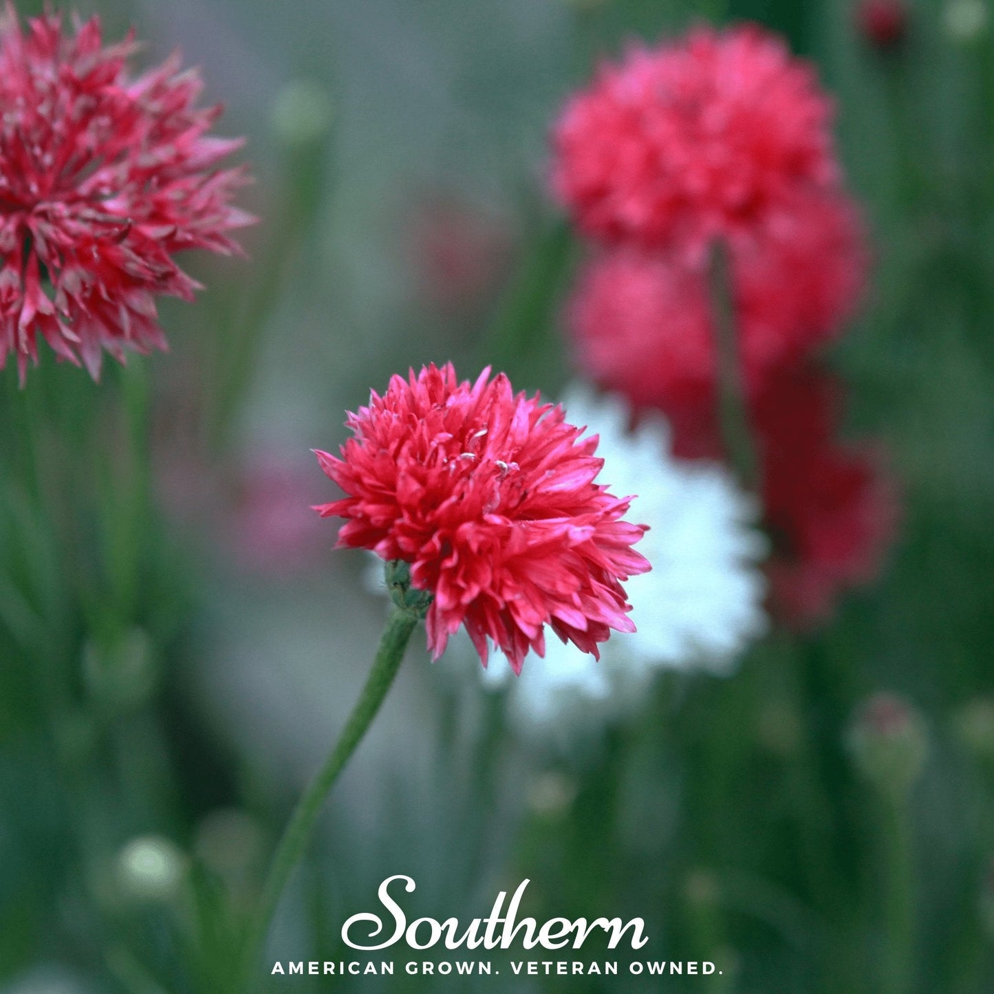 Tall Red Cornflower ā 50 Seeds