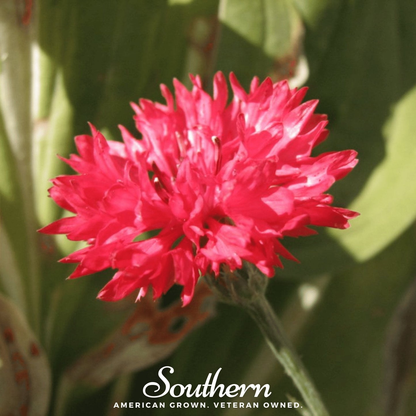 Tall Red Cornflower ā 50 Seeds