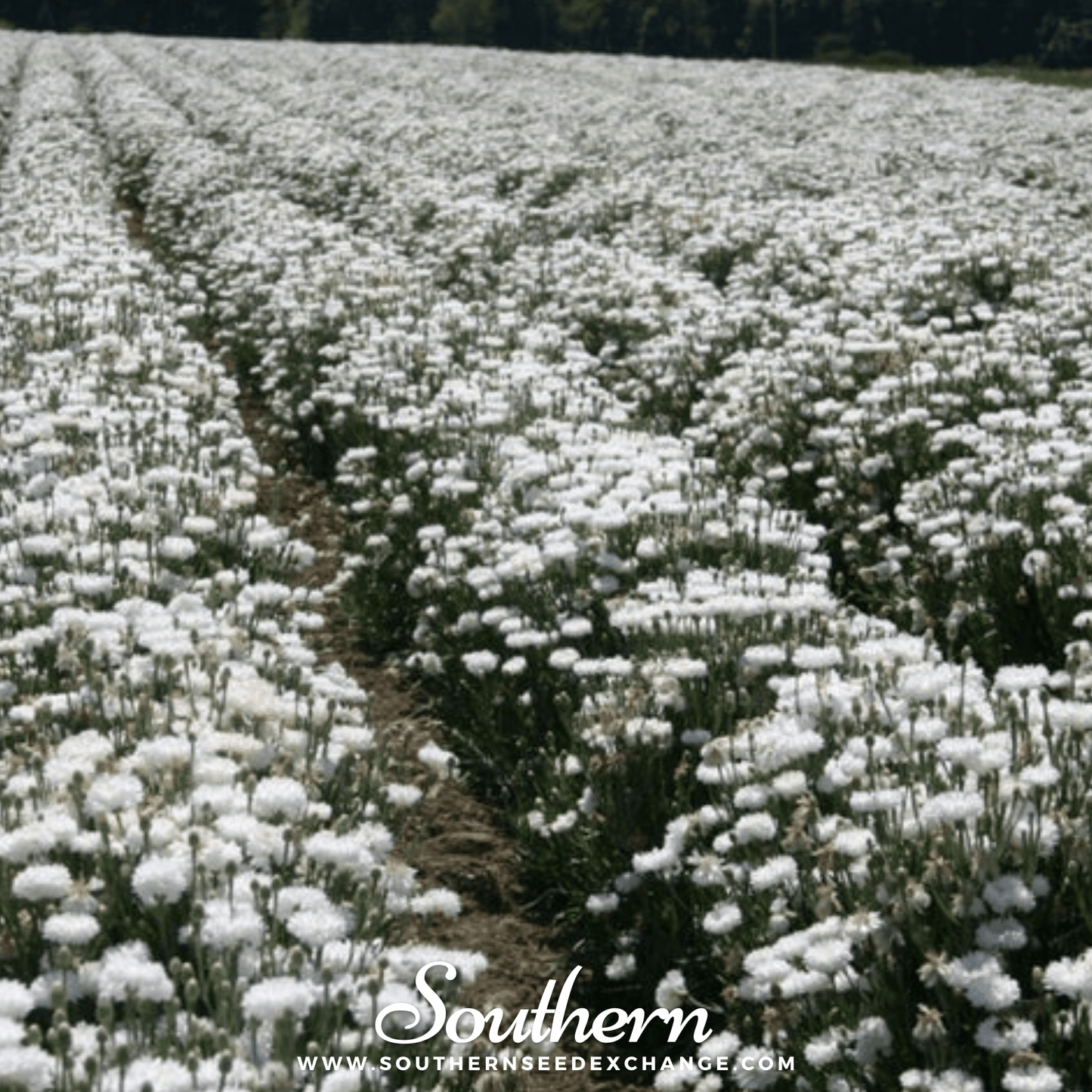 Tall White Cornflower ā 100 Seeds