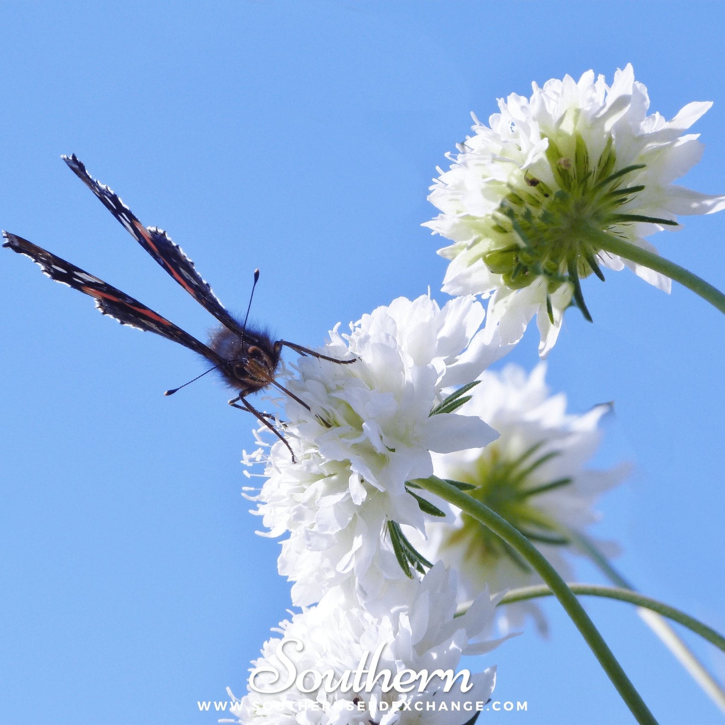 Tall White Cornflower ā 100 Seeds