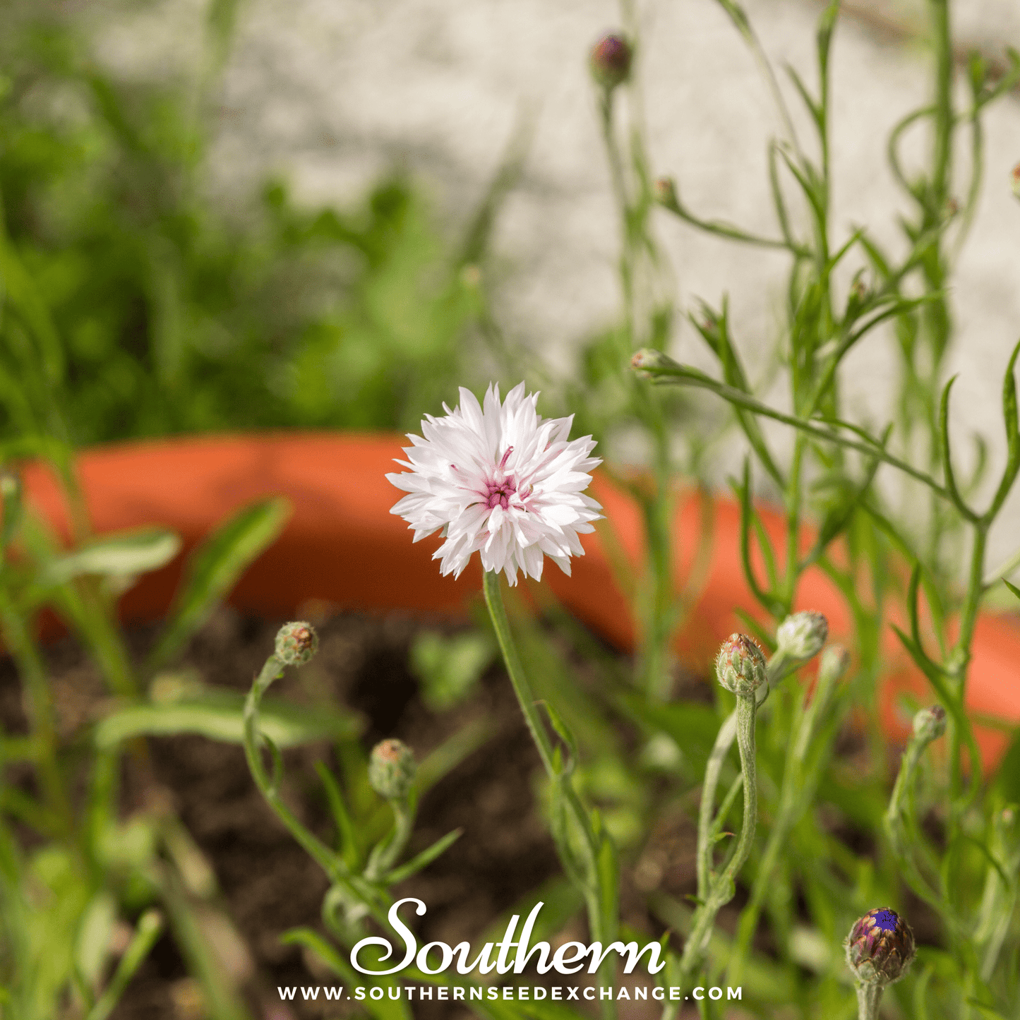 Tall White Cornflower ā 100 Seeds