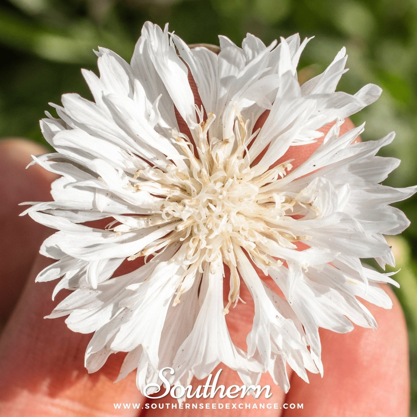 Tall White Cornflower ā 100 Seeds