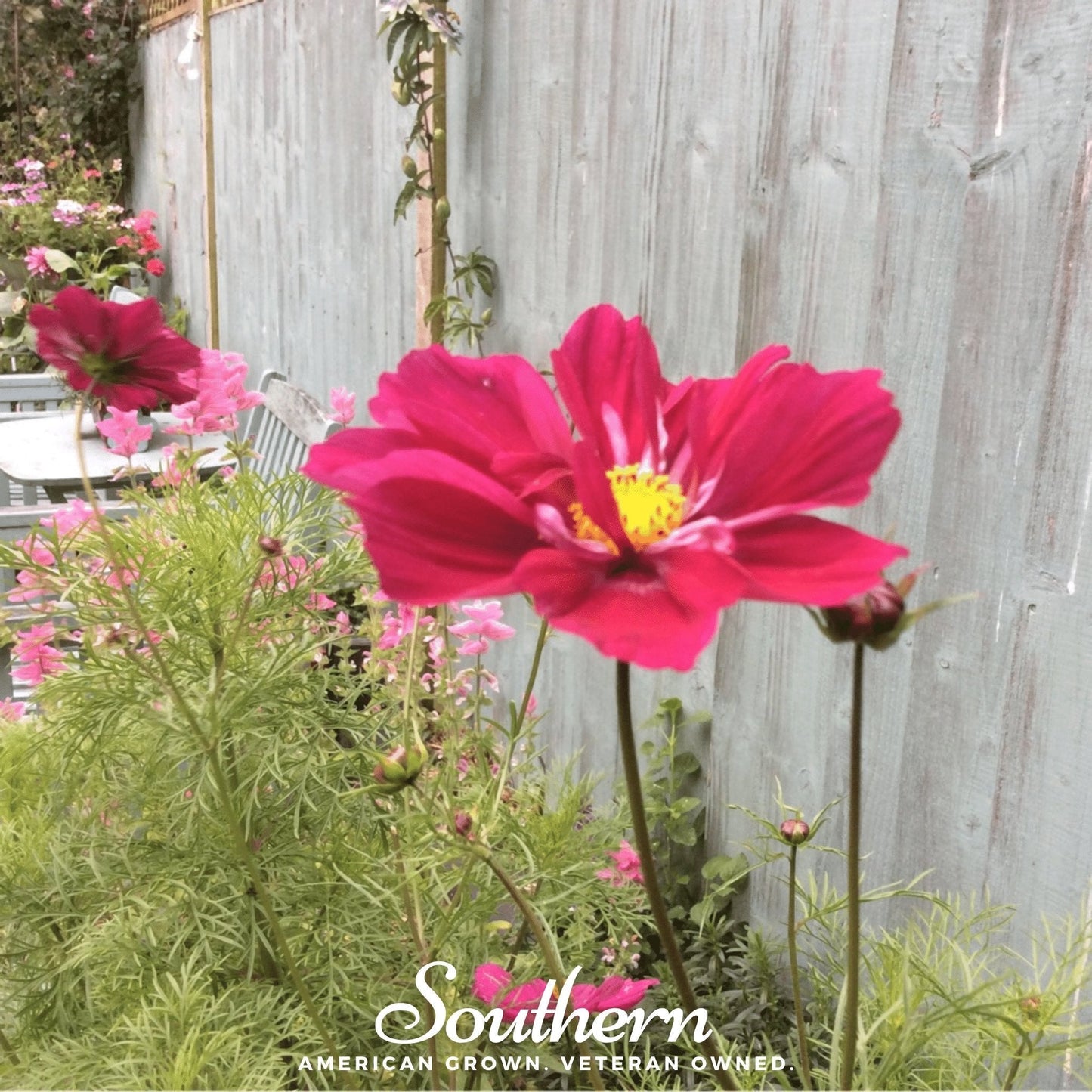 Dazzler Cosmos ā 100 Seeds