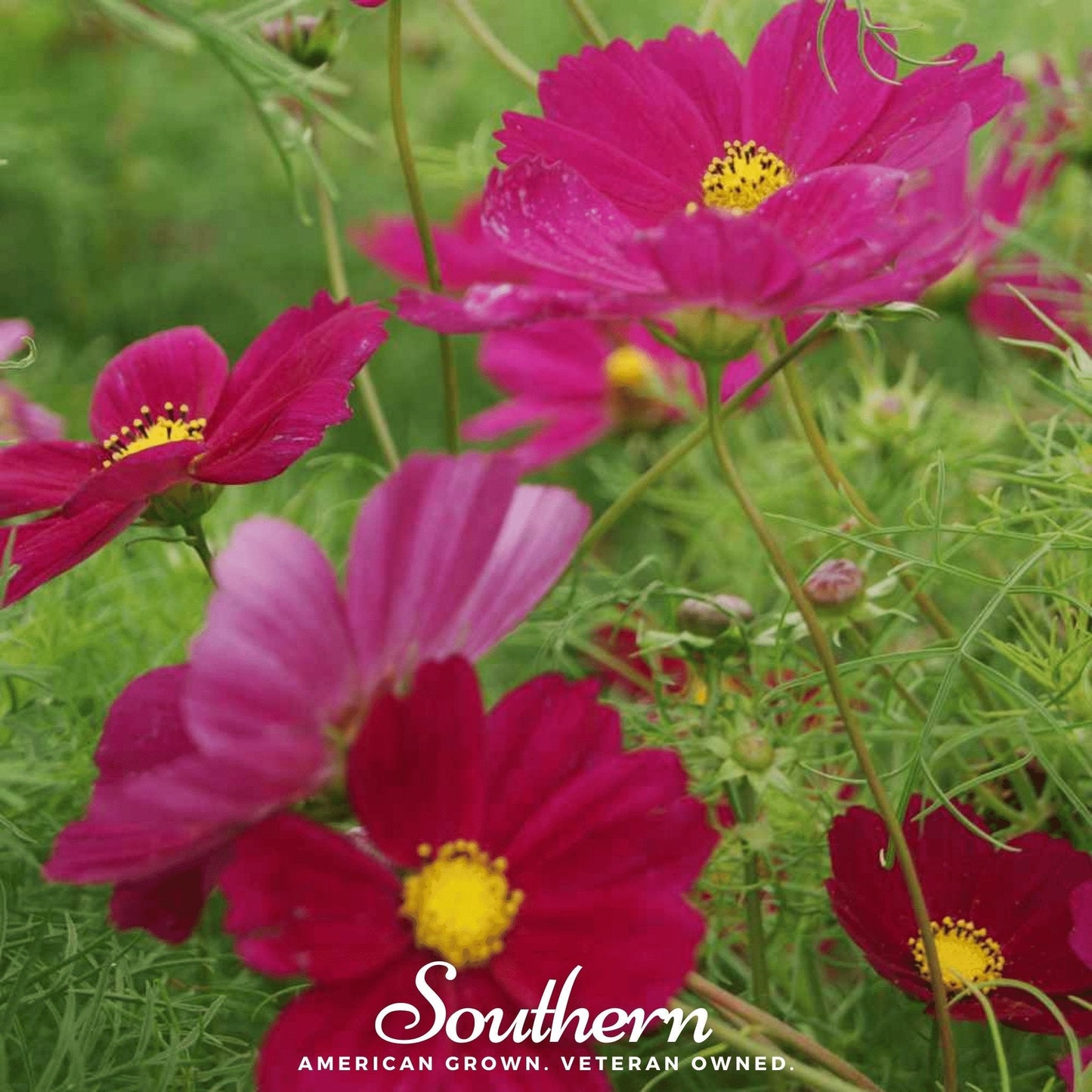 Dazzler Cosmos ā 100 Seeds
