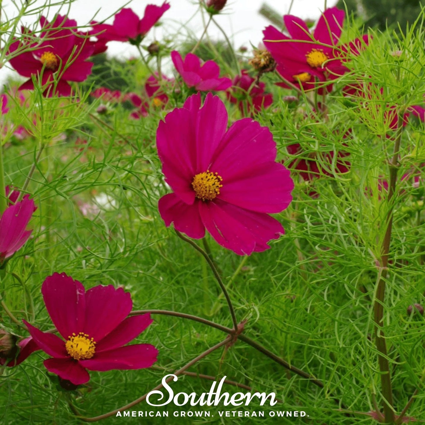 Dazzler Cosmos ā 100 Seeds