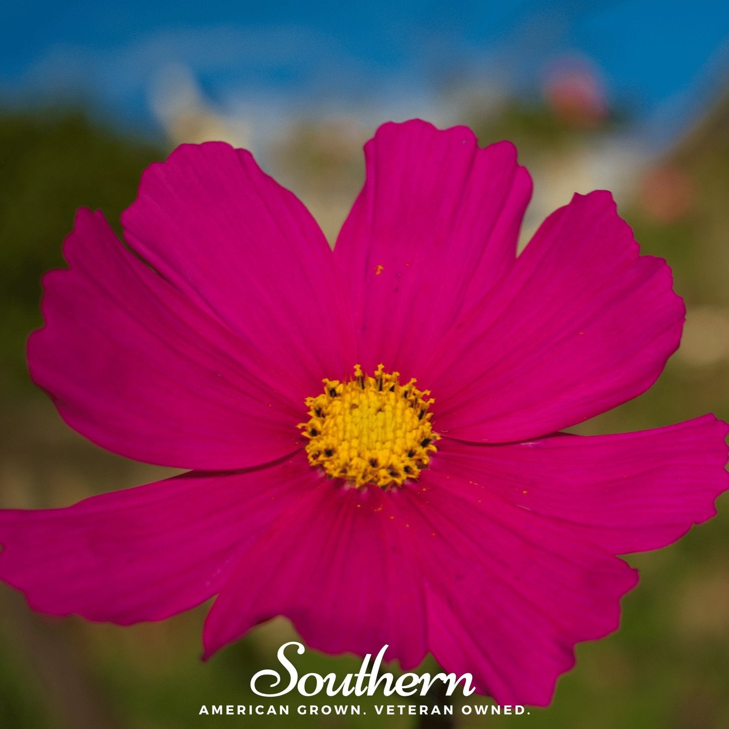 Dazzler Cosmos ā 100 Seeds