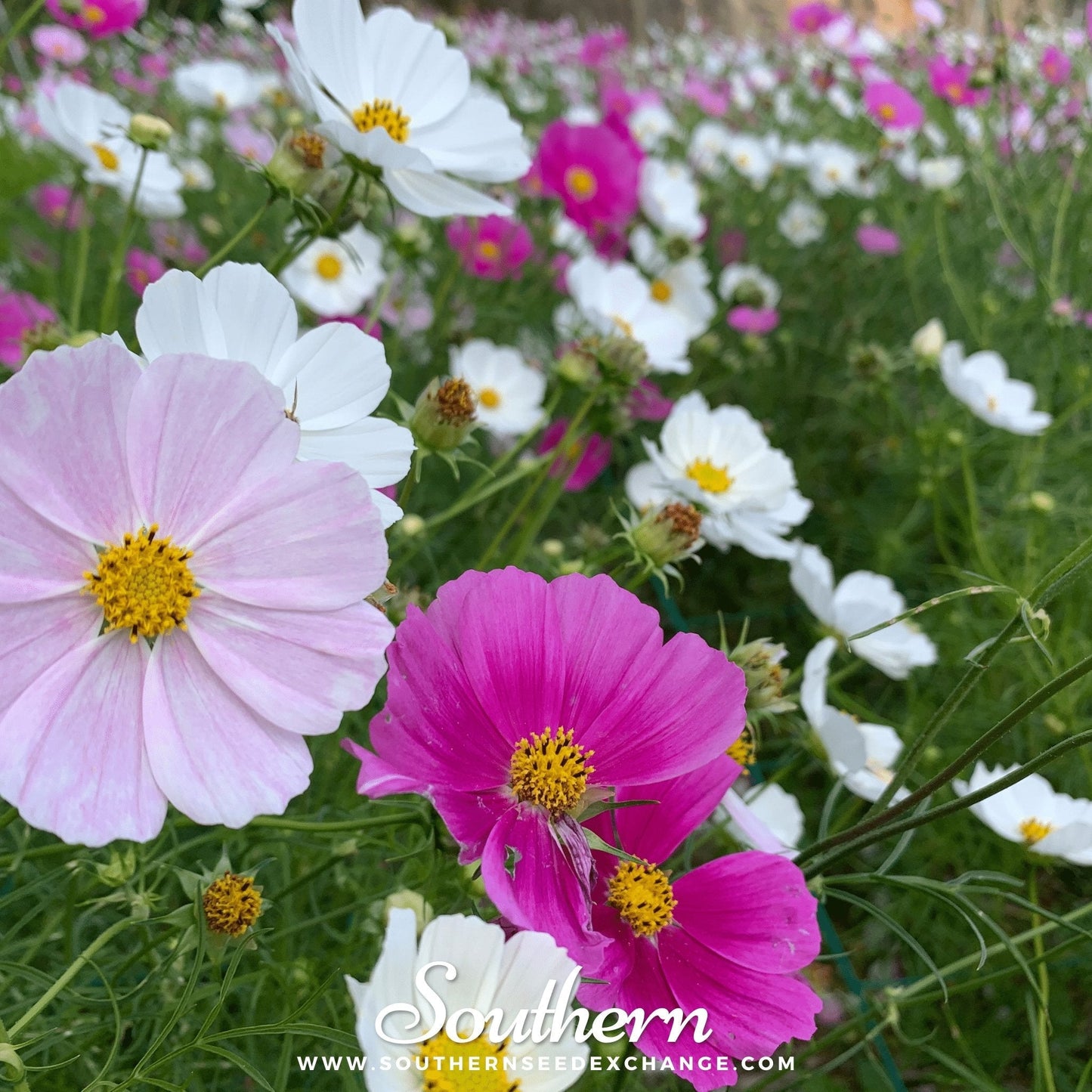 Dwarf Cosmos Mix ā 100 Seeds