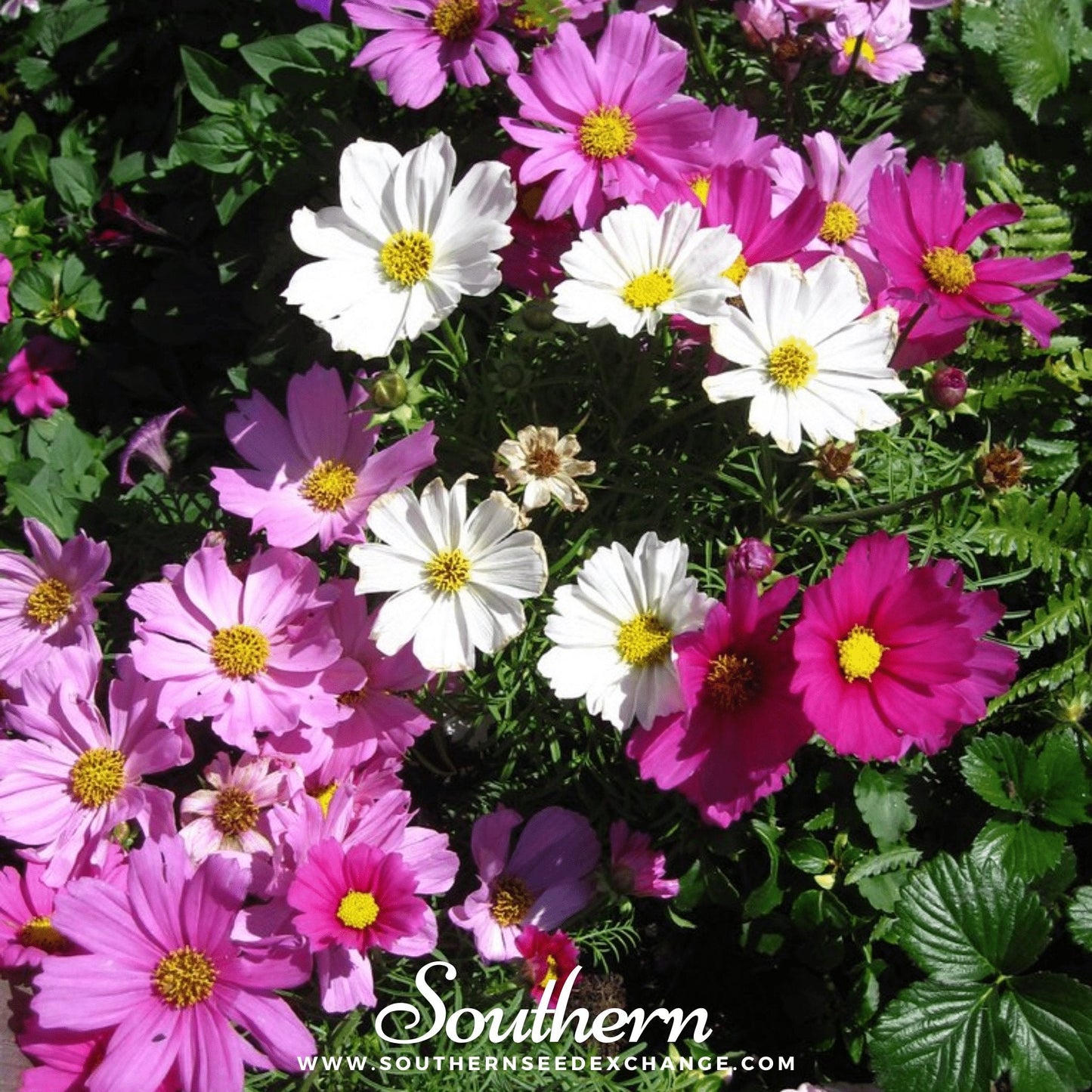 Dwarf Cosmos Mix ā 100 Seeds
