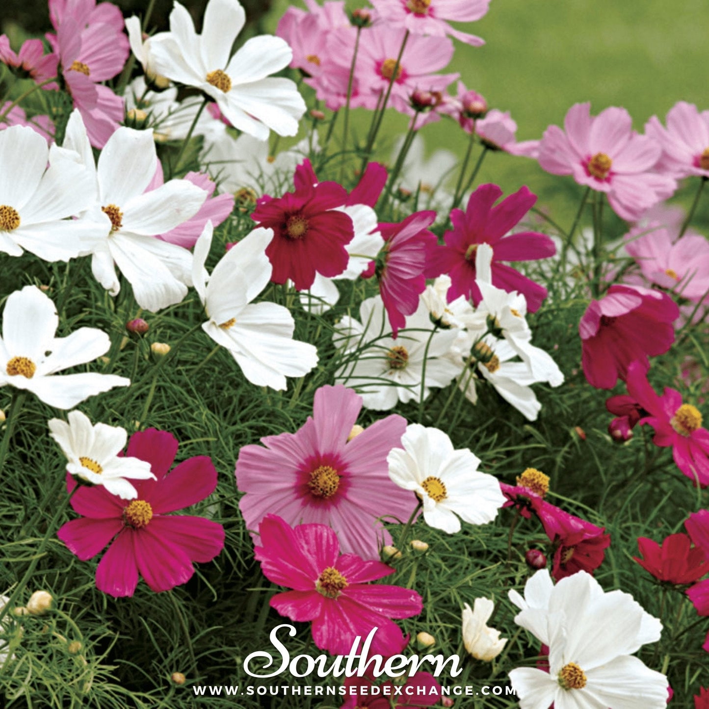 Dwarf Cosmos Mix ā 100 Seeds