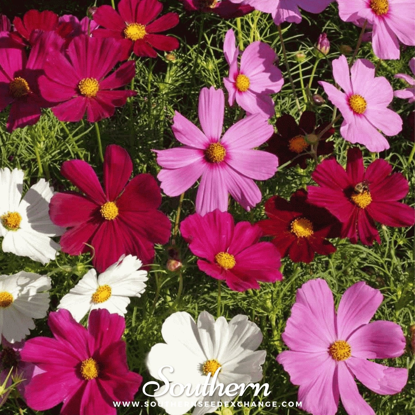 Dwarf Cosmos Mix ā 100 Seeds